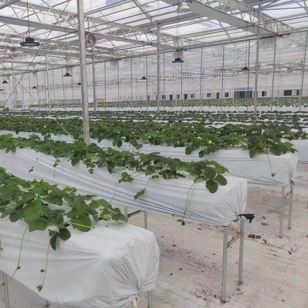 智慧綠洲 杭州智能玻璃溫室大棚的科研種植與加工新路徑